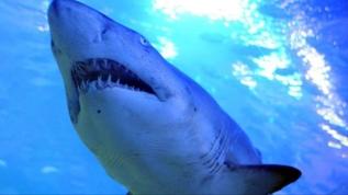 Brezilya'da korkunç olay! 13 yaşındaki çocuk köpekbalığı saldırısı sonucu öldü