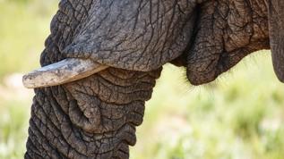 Fillerin bıyıkları sandığınızdan çok daha önemli olabilir