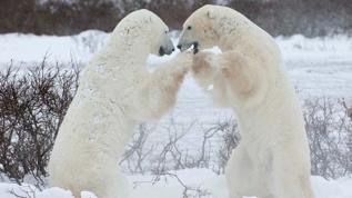 Kutup ayılarıyla ilgili bilim insanlarını şaşırtan detaylar ortaya çıktı