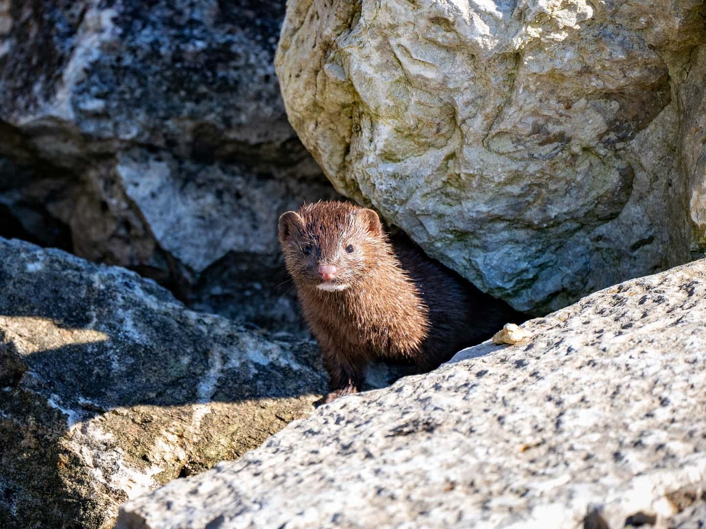 Nadir yırtıcı kıyı sansarı yeniden görüntülendi