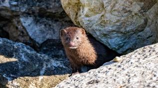 Nadir yırtıcı kıyı sansarı yeniden görüntülendi