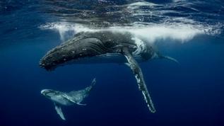 Okyanus ısınması balinaları nasıl birbirine düşürüyor?