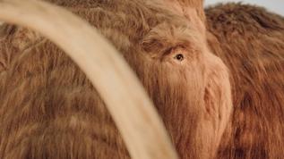 Colossal Biosciences yünlü mamutu geri getirdi! Bilim dünyasında tarihi adım