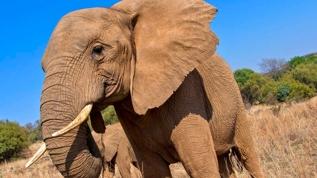 Filler çiftlikleri doğal eczane olarak kullanıyor