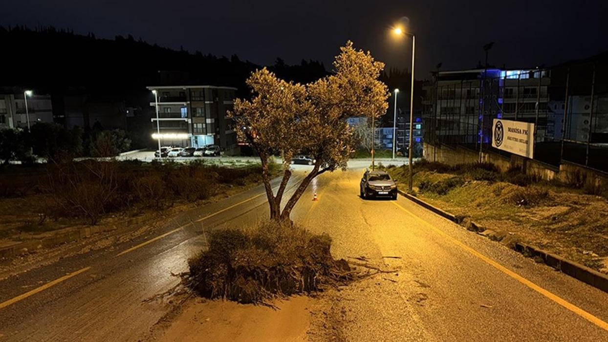 Sel suları zeytin ağacını kökünden söktü, asfalt yola sürükledi