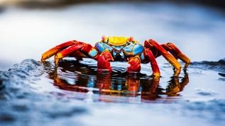 Yengeçlerin ışıkla iletişimi bilim insanlarını şaşırttı