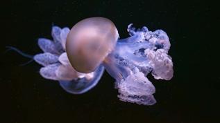 Arjantin açıklarında gizemli dev hayalet denizanası görüntülendi