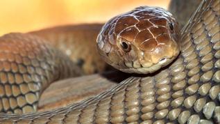 Endonezya'da dünyanın en uzun yılanı keşfedildi