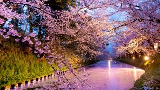 Fujiyoshida'da aşırı turizm kiraz çiçeği festivaline engel oldu