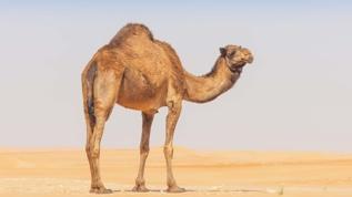 Suudi Arabistan'da develere pasaport uygulaması başladı