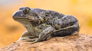 Kurbağalar arasında şaşırtan yamyamlık vakası