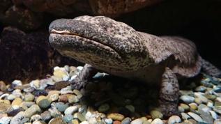 Kurbağaları ve yengeçleri avlayan Japon dev semenderleri şaşırtıyor