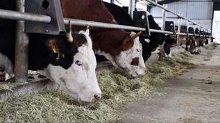 Büyükbaş ve küçükbaş hayvan sayılarında artış