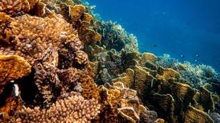 Mercan resifleri tehlike altında! Küresel ısınmanın etkisi büyüyor