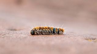 Tırtılların işitme yeteneği! Tıraş edilen tırtıllar nasıl tepki verdi?