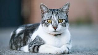 Evcil dostlarımızın bilinmeyen yeteneği sizi şaşırtacak