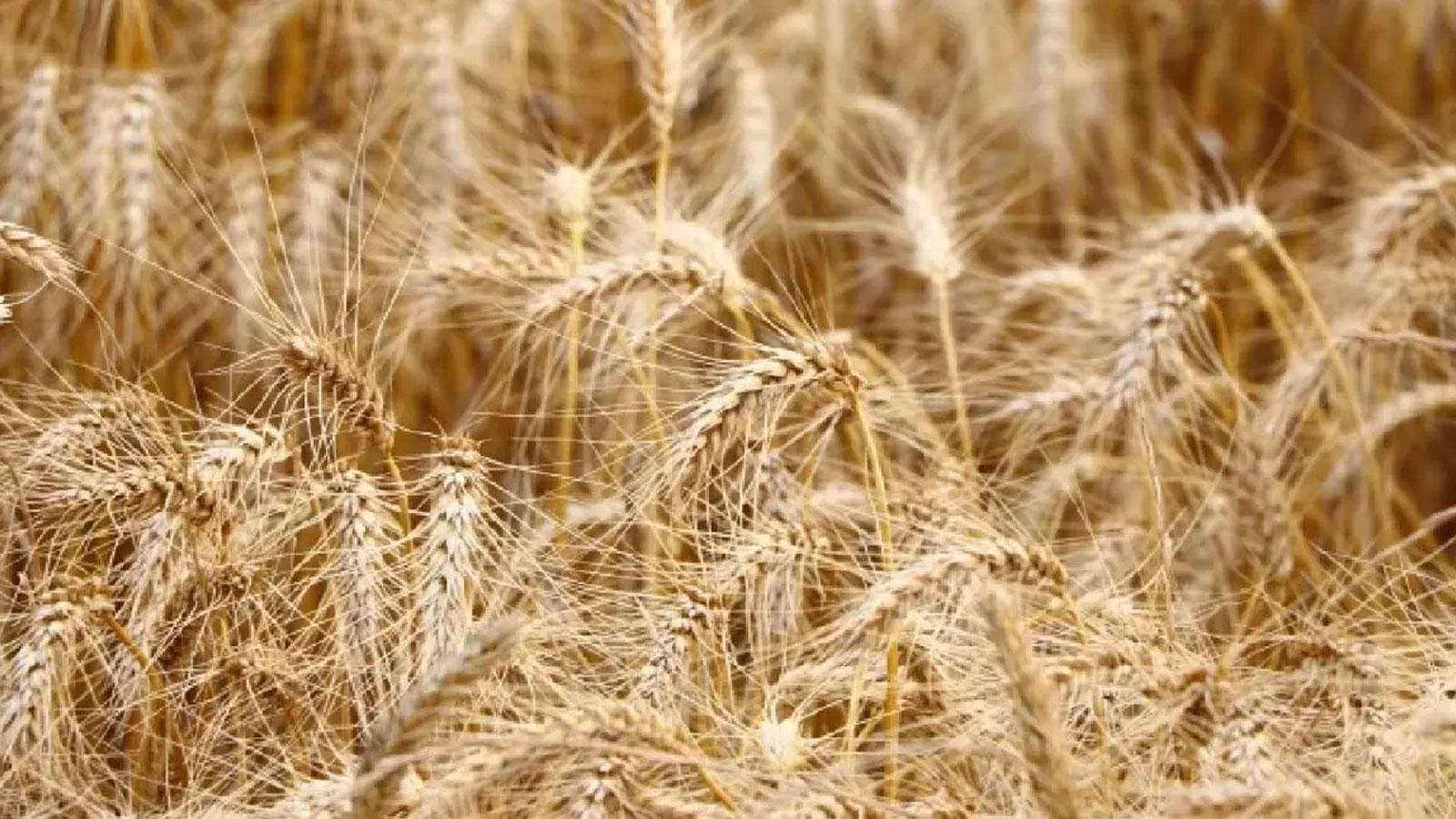 Fiyat istikrarı korunacak: Tonlarca buğday günlük satılacak