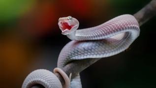 Yılanlar neden kendi türünü yiyor? Bilim dünyasında tartışma büyüyor