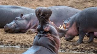İşte su aygırlarının 'kanla terleme' efsanesinin ardındaki bilimsel gerçek