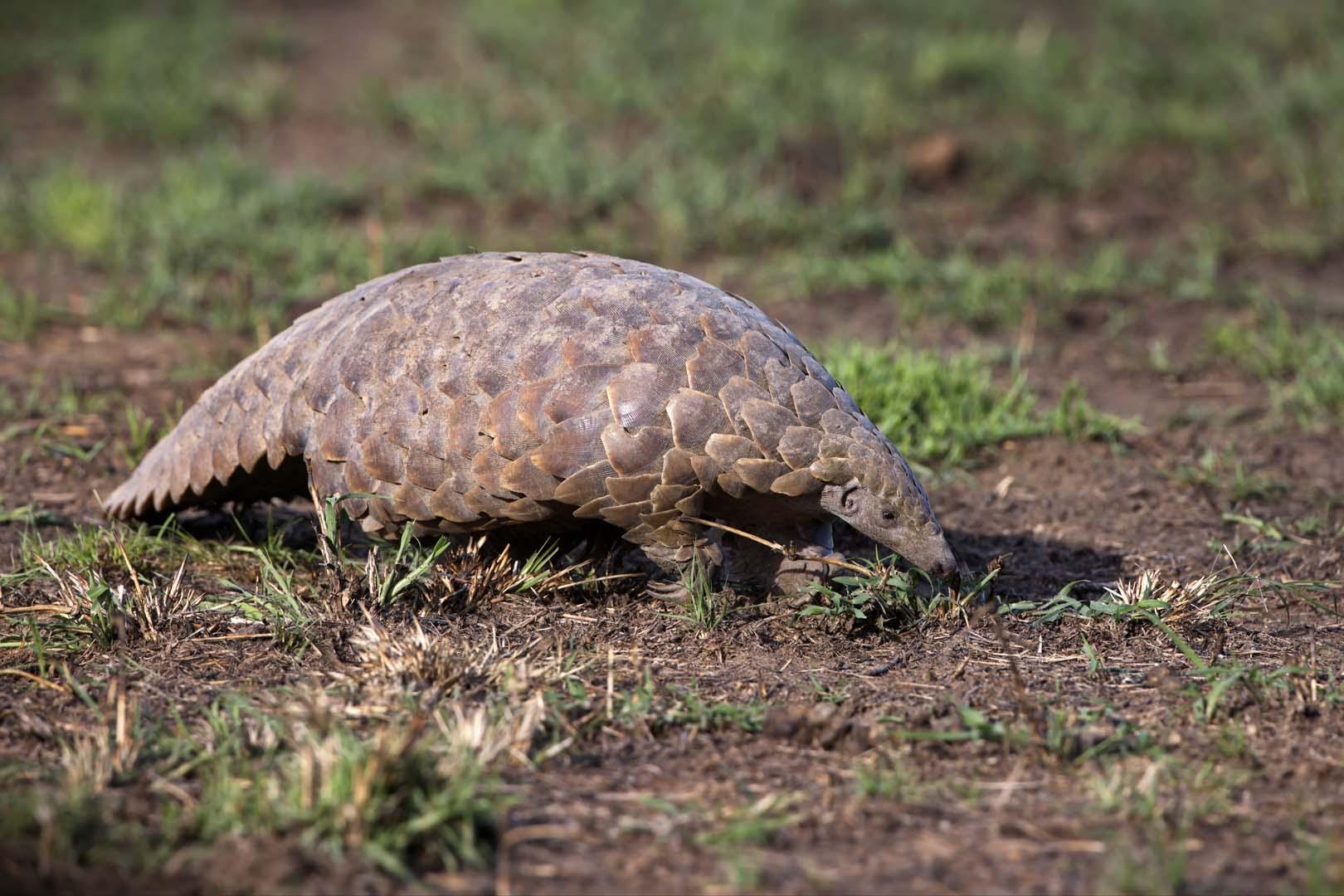 Nijerya'da pangolin kaçakçılığı alarmı! Uzmanlardan acil koruma çağrısı