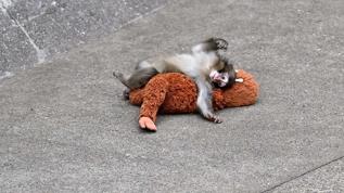 Punch'ın peluş hikayesi Tokyo'da milyonların kalbini fethetti