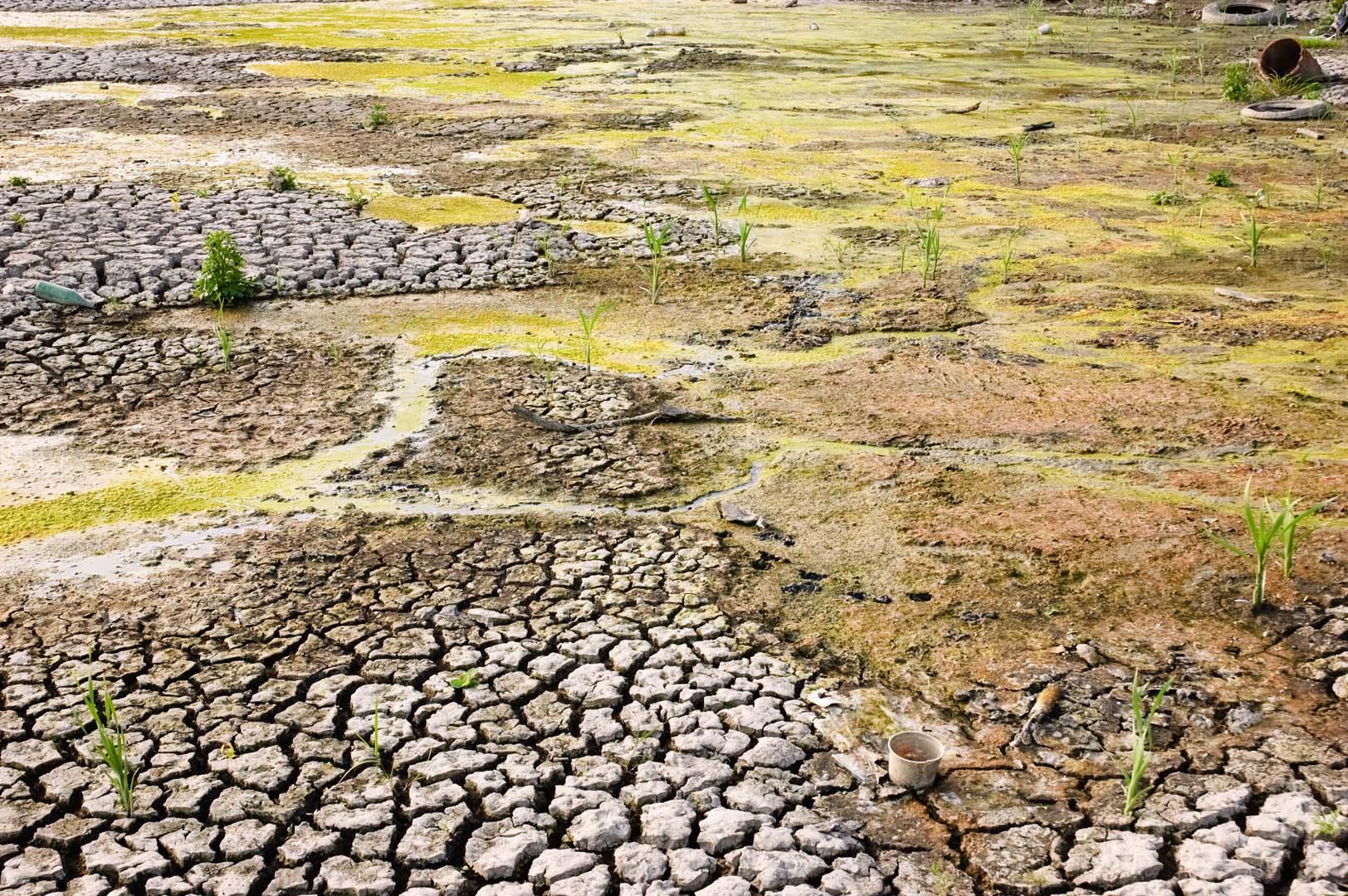 Uzmanlardan acil uyarı! Biyolojik çeşitlilik azalıyor