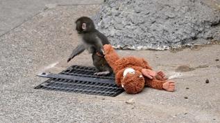 Tokyo'da Punch için kritik gelişme! Artık yalnız değil