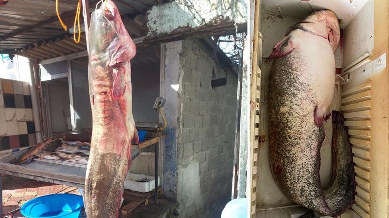 2 metrelik dev yayın balığı görenleri hayrete düşürdü