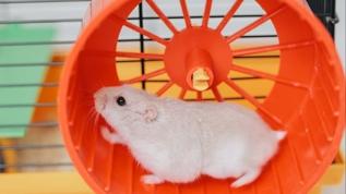 Araştırmacılardan çarpıcı iddia: "Koşmak hayvanlar için eğlence"