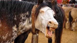 Atların hırıldamasında yeni bulgu! Eşsiz iletişim mekanizması ortaya çıktı