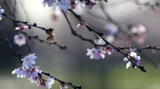 Baharın müjdeleyicisi cemrenin ikincisi suya düştü