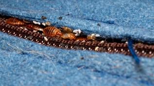 Evde böcek istilası tehlikesi! Her an evinizi sarabilir