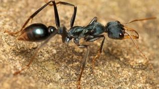 Japonya'da benzersiz karınca kolonisi keşfedildi! Sadece kraliçelerden oluşuyor