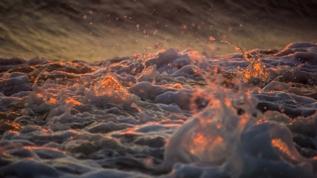 Kuzey yarımkürede okyanus ısınması balık popülasyonunu tehdit ediyor