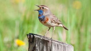 Parklarda kuş sesine odaklanmak psikolojik iyileşmeyi hızlandırıyor