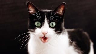 Kedilerin yüz ifadelerinde şaşırtan çeşitlilik! 276 farklı mimik tespit edildi