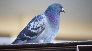 Rusya'da biyolojik dron dönemi! Güvercinler artık istihbarat aracı