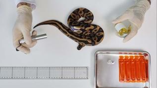 Yılan panzehiri için kendini yaşayan bir laboratuvara çevirdi