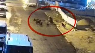 Yaşlı kadına dehşeti yaşadı! Sokak köpeklerinin saldırısı kameraya yansıdı