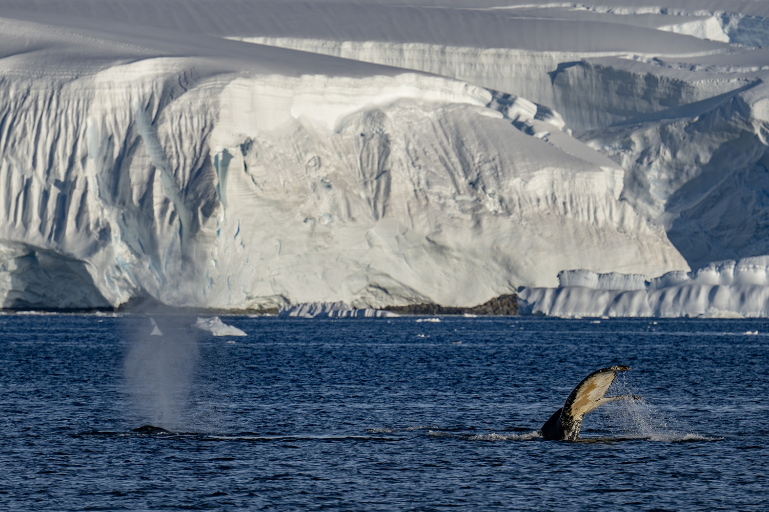 Antarktika'da doğal yaşam, plastik atıklar ve iklim baskısı altında