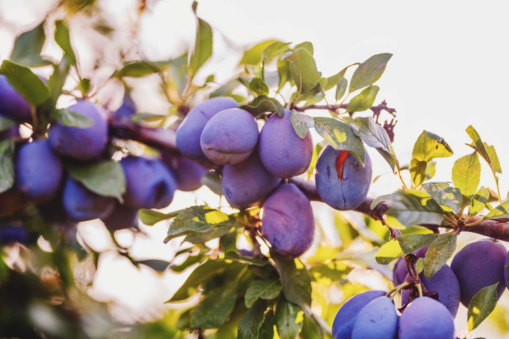 Bilim dünyası erik ile bağırsak sağlığına yeni bir kapı araladı