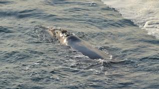 Bilim insanları 5 yıl sonra gizemli balinayı tespit etti