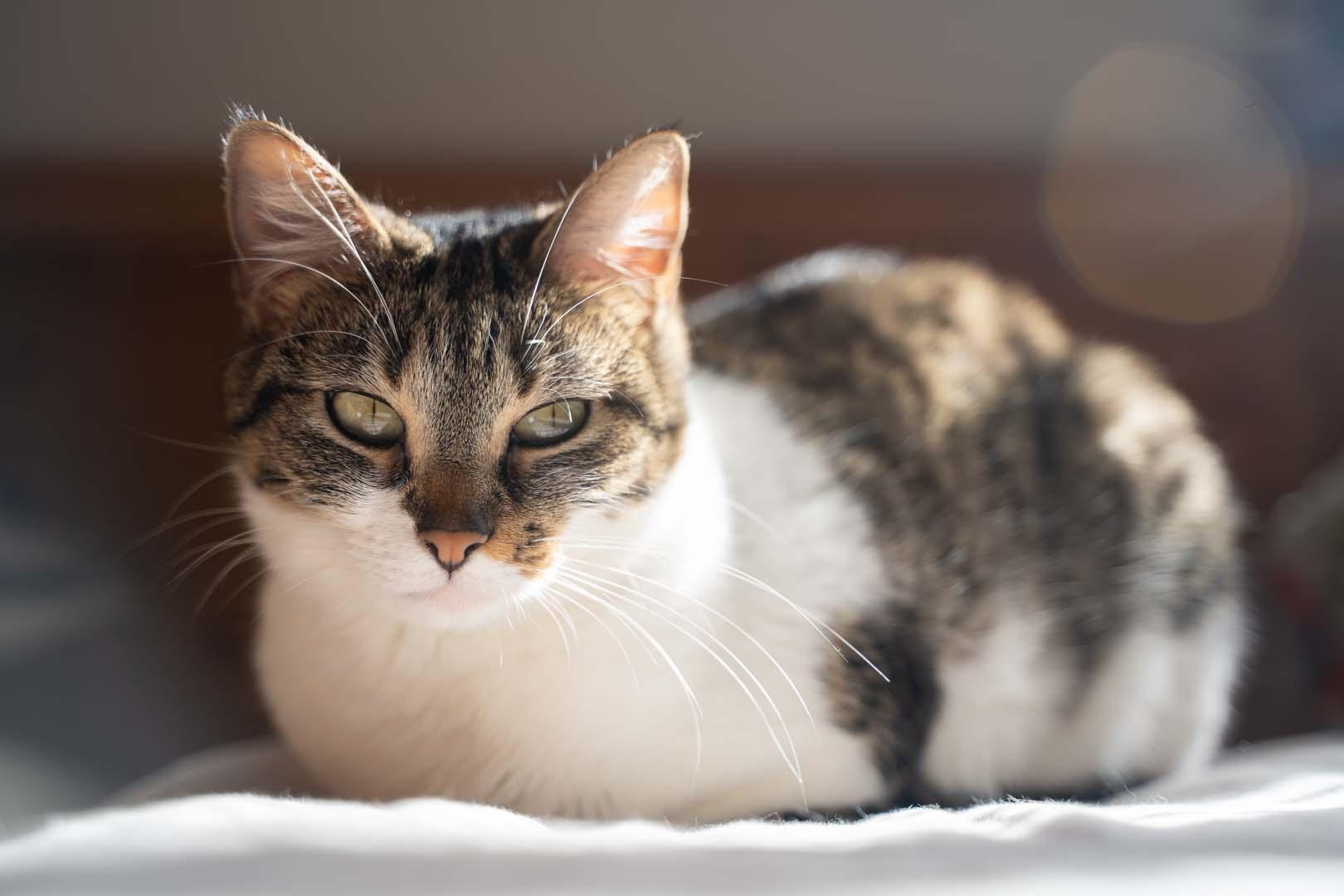 Evcil kediler neden aslan gibi kükreyemiyor?