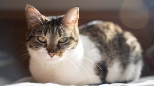 Evcil kediler neden aslan gibi kükreyemiyor?