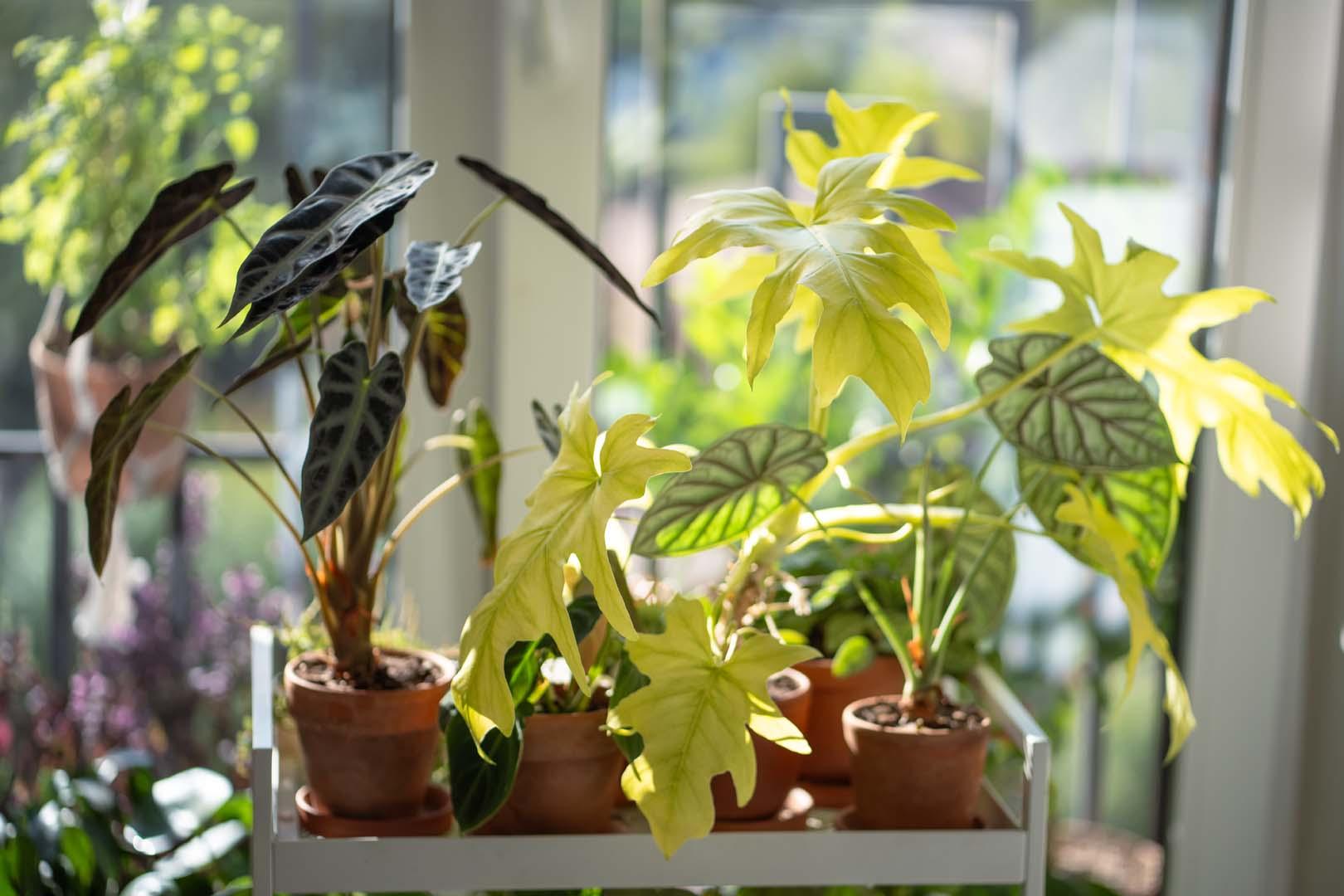 Evde bitki yetiştiricilerine uyarı! Saksının altına taş koymayın