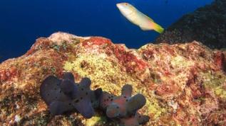 Balıklarda öz farkındalık sinyalleri bilim dünyasında heyecan yarattı