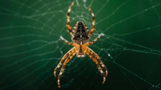 Ekosistemin görünmez kahramanları! Örümcekler neden korunmalı?