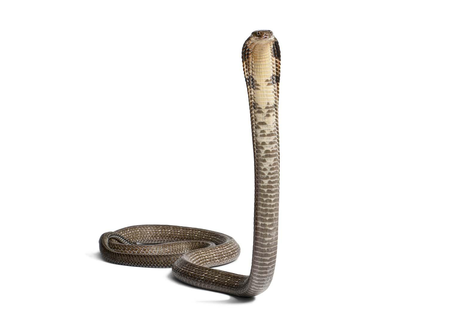 Yılanların dik durma sırrı mühendisliği değiştirecek! Robotik için dev adım