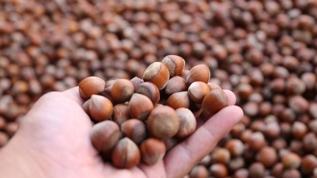 Fındık ihracatından 6 ayda 1 milyar 177 milyon doları aşkın gelir sağladı