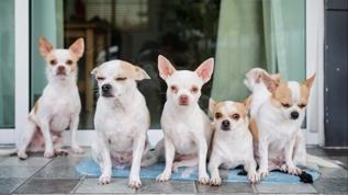 Küçük köpeklerde neden titriyorlar! Veterinerlerden kritik uyarısı